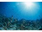 ダイビングでメガネはどうすればいい？目が悪い人の海の楽しみ方