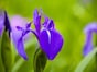 「いずれ菖蒲か杜若」とは？ 菖蒲湯に入れるのは何？ アヤメ・カキツバタ・ショウブの違いや見分け方