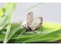 「秋の虫」といえば鈴虫やこおろぎの他に何がいる？風流な「虫聞き」楽しんでみませんか