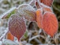 霜月・神帰月・雪待月…11月の和風月名・異称・別名の読み方と意味