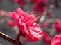 見頃を迎えた「梅の花」を撮ってみよう！ スマホカメラでも使える、“印象深い写真を撮るコツ”