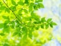 Q.「初夏」と「立夏」の違いは何ですか？ 初夏のあとに梅雨がくるのはなぜでしょうか…。