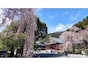 そろそろ見頃！ 樹齢400年の妖艶な「しだれ桜」の絶景…山梨・身延山久遠寺のお花見ガイド