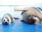 赤ちゃんアザラシのポポ＆ライにキュン！ 日本最北・ノシャップ寒流水族館で過ごす涼しい夏休み