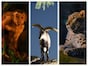 夏休みに夜の動物たちを観察しよう！ 横浜の3つの動物園で8月に夜間特別イベント実施