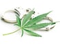 大麻所持で人気俳優が逮捕！ 「大麻取締法違反」ではなく「麻薬取締法違反」なのはナゼ？