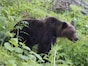 知らないと命にかかわる！ クマよけスプレーの主成分、製品の種類と違いは？
