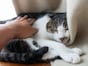 「飼い主の自分までほっこりして癒やされました」45歳男性が満足する愛猫のために3万円で買ったもの