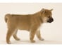 犬がペットになったのは平安時代から？ 日本人と犬との関係