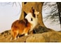 老犬が元気になる方法！喜ぶ・幸せな生活を送らせてあげるための心得