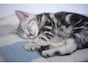 本当にあった愛猫の事故……家の中でも要注意！
