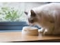 猫のための手作りご飯 ！おすすめレシピや注意点