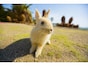 小動物のお散歩！ 注意すべき点とは？