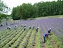 ファーム富田（6）／ラベンダーの収穫作業