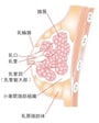 正常乳房メージ