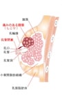 乳腺炎なりかけ