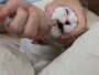 水薬はシリンジで喉の奥に流し込みます　暴れる猫は、布でくるんで足で挟み落ち着かせます