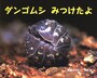 ダンゴムシみつけたよ（ポプラ社）