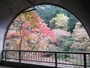 袋田の滝トンネル開口部の紅葉