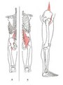 腿上げで主に使うのは腸腰筋です。この筋肉は腰痛の原因にもなるため、強いだけでなく、柔軟性も必用です。
