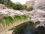 両岸に桜並木が続いている