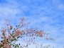 秋の七草、名前の覚え方