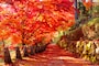 紅葉狩りの時期が待ち遠しくなりますね