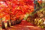 紅葉狩りの時期が待ち遠しくなりますね