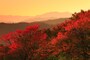 秋の夕日に照る山紅葉～♪＜童謡「紅葉」詞：高野辰之／曲：岡野貞一＞