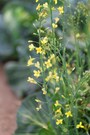 キャベツの花も菜の花になります