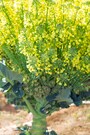 ブロッコリーの花も…菜の花！