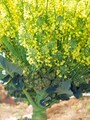 ブロッコリーの花も…菜の花！