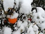 「どさっ」……静寂のなか「垂り雪」の音が際立ちます