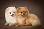 「犬好きで、性格が犬タイプ」の人の恋愛相性診断