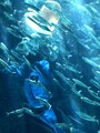 下田海中水族館