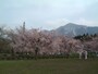 羊山公園のしだれ桜（2）