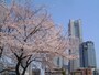 掃部山公園の桜