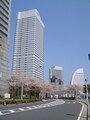 みなとみらい・さくら通りの桜