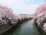 大岡川の桜並木