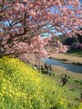 みなみの桜と菜の花まつり（3）