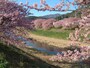 みなみの桜と菜の花まつり（4）／みなみの桜