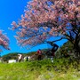 みなみの桜と菜の花まつり（7）／人力車