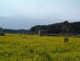 みなみの桜と菜の花まつり（8）／菜の花畑