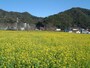 みなみの桜と菜の花まつり（9）／菜の花畑
