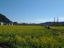 みなみの桜と菜の花まつり（10）／菜の花畑
