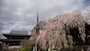 増上寺のしだれ桜（1）