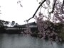 大手門前のしだれ桜