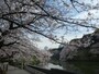 千鳥ヶ淵の桜（2）