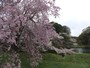 皇居乾通りの桜（2）