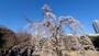 小石川後楽園のしだれ桜（1）